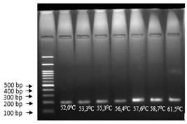 Electropherogram of chicken DNA amplification results with variations in annealing temperature